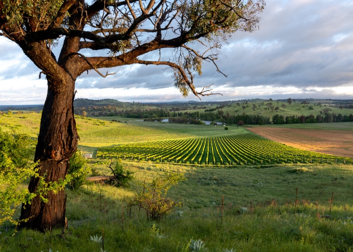 Wine of the Week – Poachers Vineyard Pinot Noir 2021.