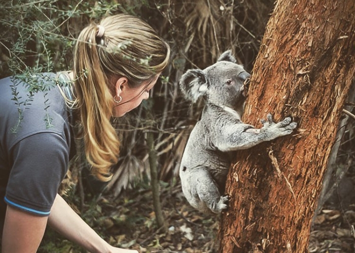Discover Koalaroma: Where Coffee and Koala Conservation Collide