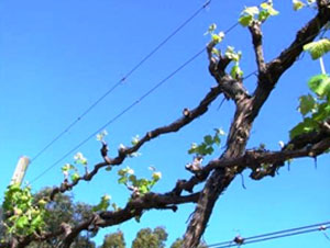 Two Blends of Quality Mourvedre 1