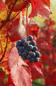 Two Blends of Quality Mourvedre 2