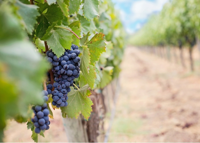 Swimming In Wine - Rabobank Releases New Report on Australia's Oversupply.