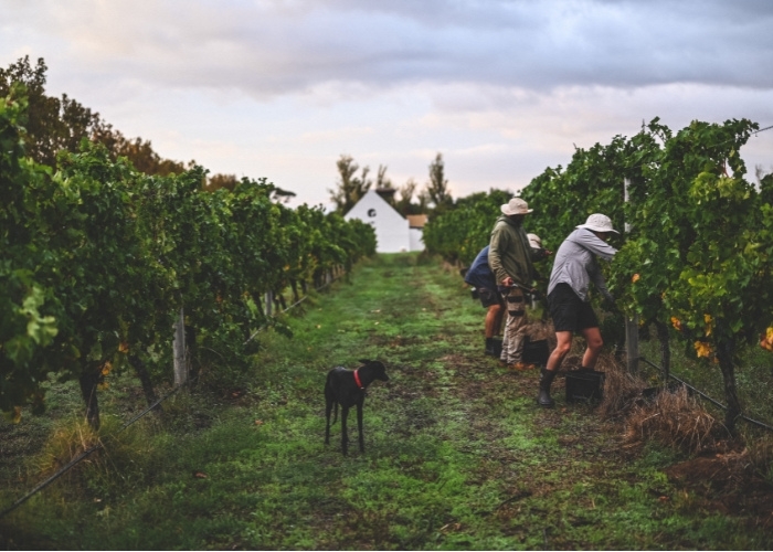 Interview with Voyager Estate Head Winemaker on Going Certified Organic