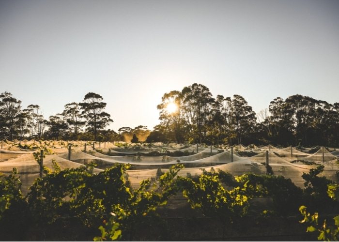 Interview with Voyager Estate Head Winemaker on Going Certified Organic