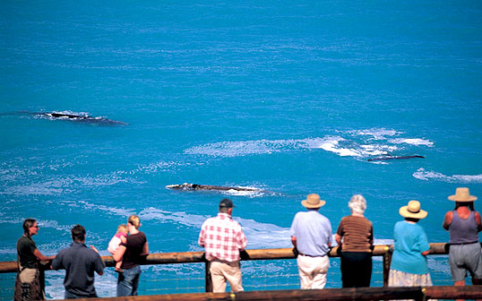 Whale Watching in South Australia