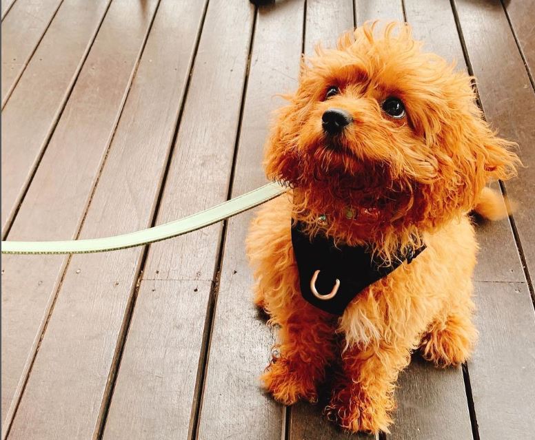Come to the Bark Side – 5 Dog-friendly Venues for a Paws-itively Good Time!