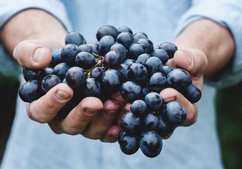 Cheers to the 2024 Wine Harvest – What Will It Bring?