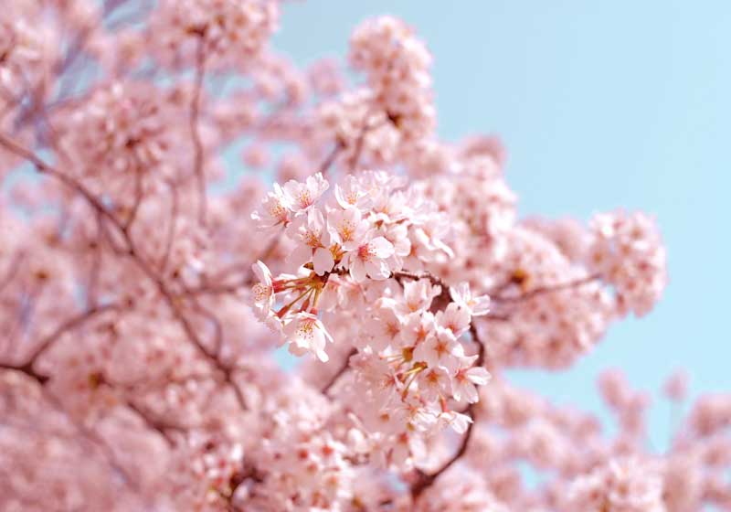 It’s Cherry Blossom Time…Unlocking All That is Japanese.