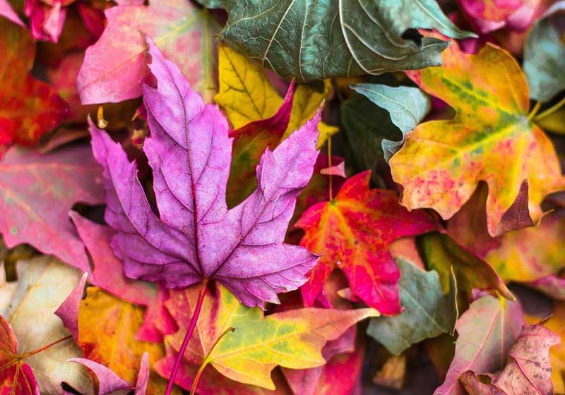 Fall into Autumn with Us This Week…