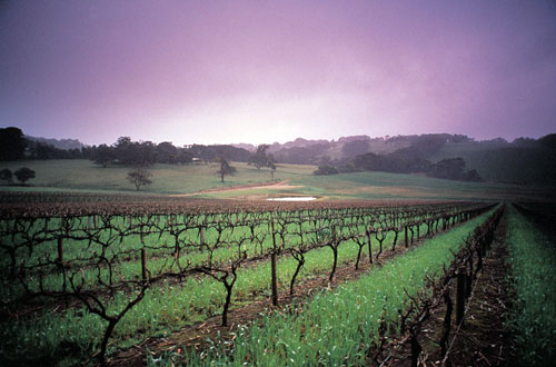 Wineries in New South Wales 1