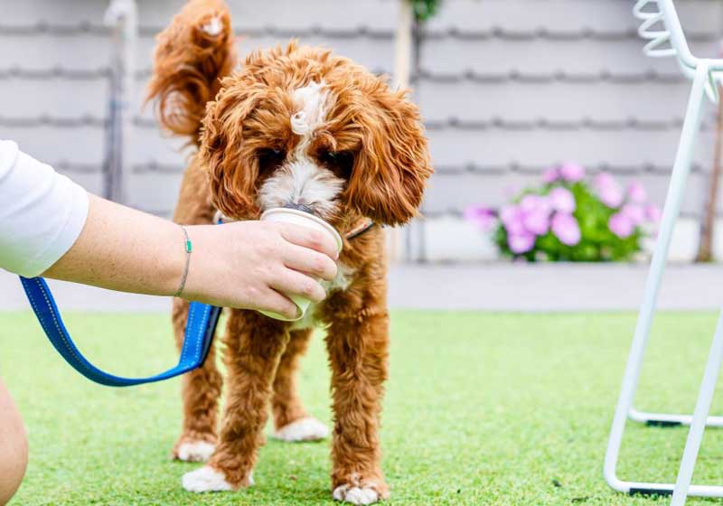 Bone Appetit – 5 Dog-friendly Venues for National Puppy Day