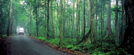 Rainforests in Queensland 1