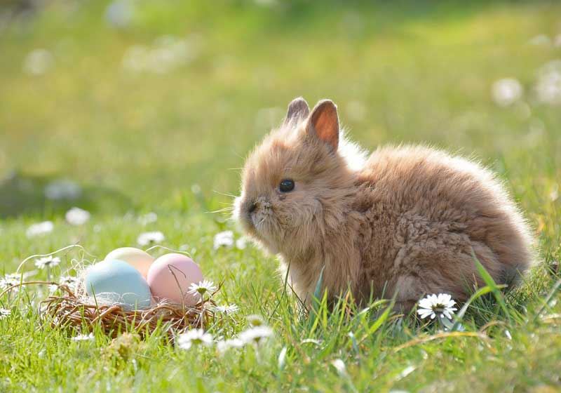 Peep into the Past: Easter Traditions for Every Bunny!