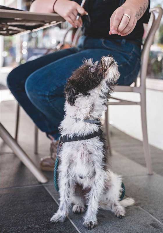 5 Dog-friendly Venues for an Ulti-Mutt Good Time