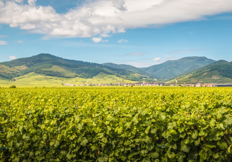 Your Guide to French Wine Regions: Sip, Savour and Swoon