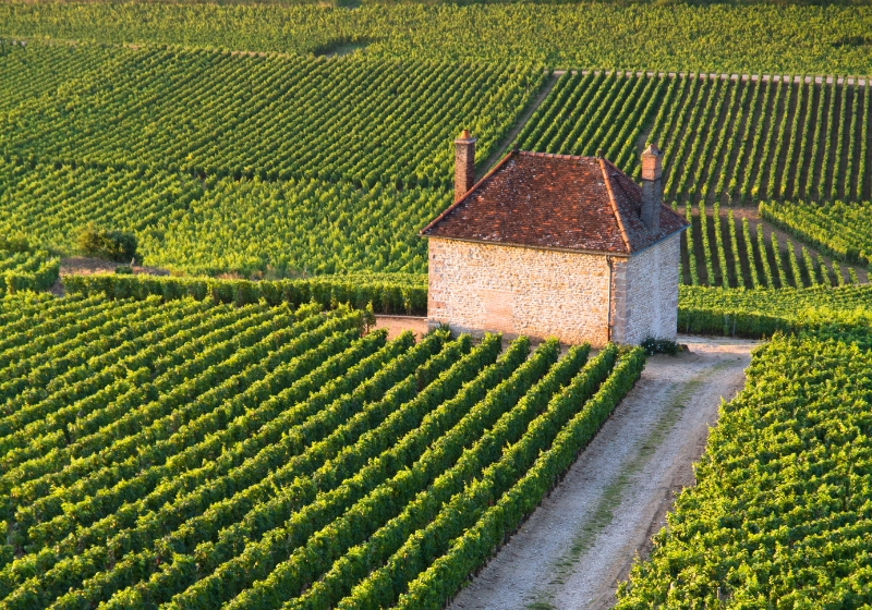 Your Guide to French Wine Regions: Sip, Savour and Swoon