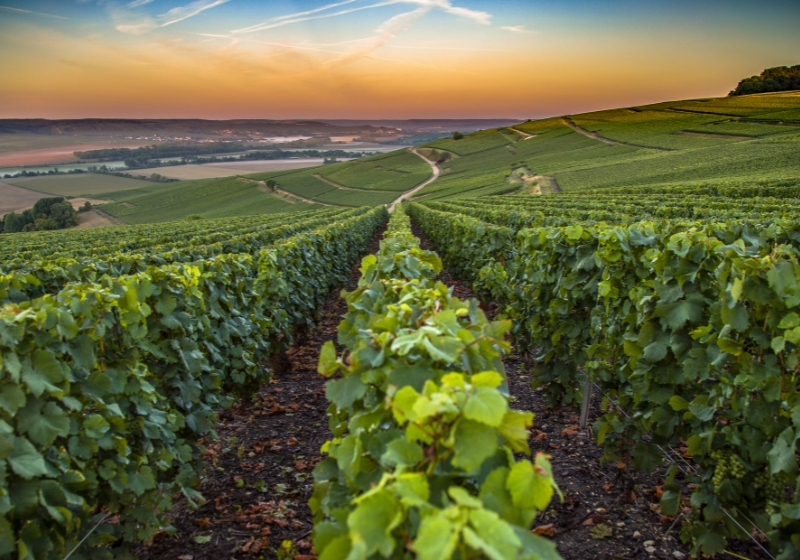 Your Guide to French Wine Regions: Sip, Savour and Swoon