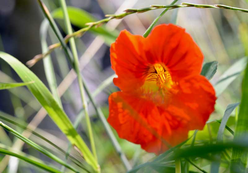 Your Complete Guide to Cooking With Edible Flowers