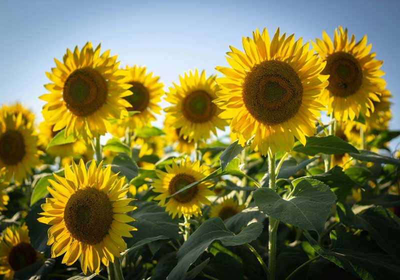 Your Complete Guide to Cooking With Edible Flowers