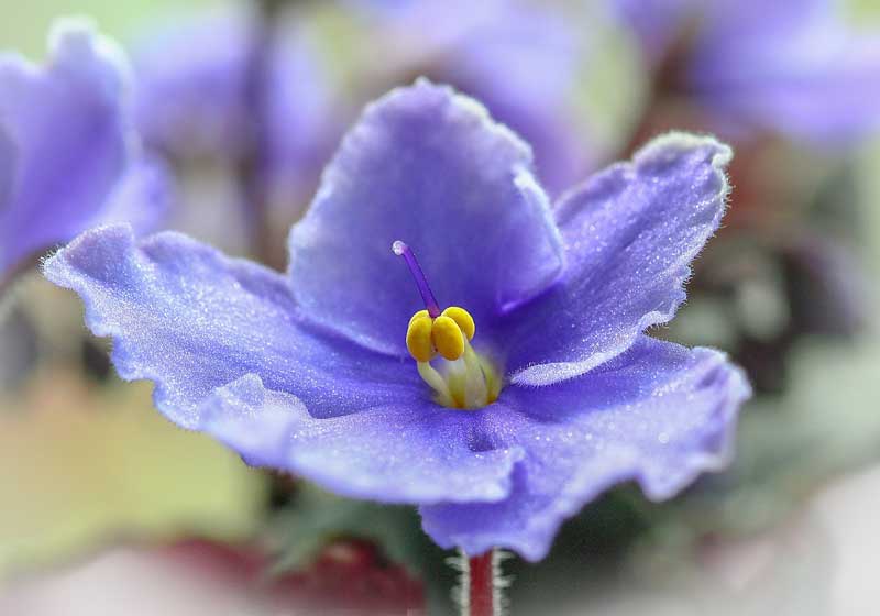 Your Complete Guide to Cooking With Edible Flowers