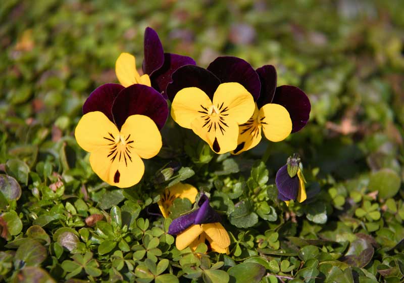 Your Complete Guide to Cooking With Edible Flowers