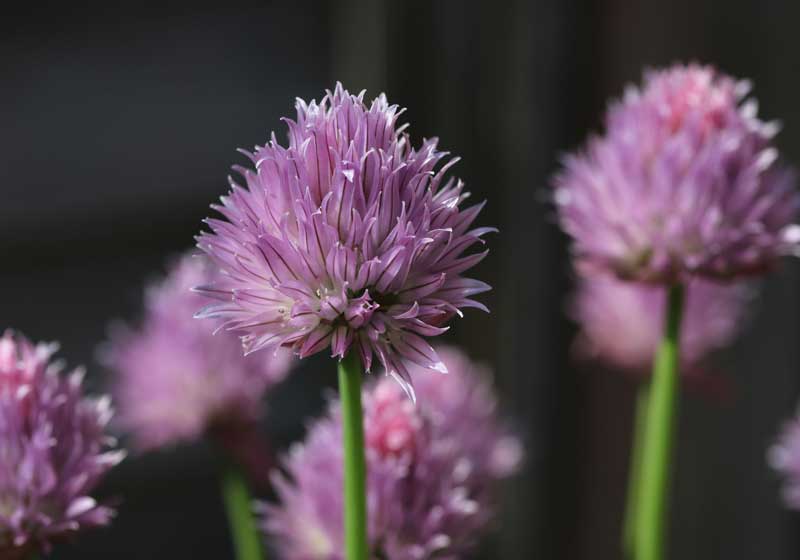 Your Complete Guide to Cooking With Edible Flowers