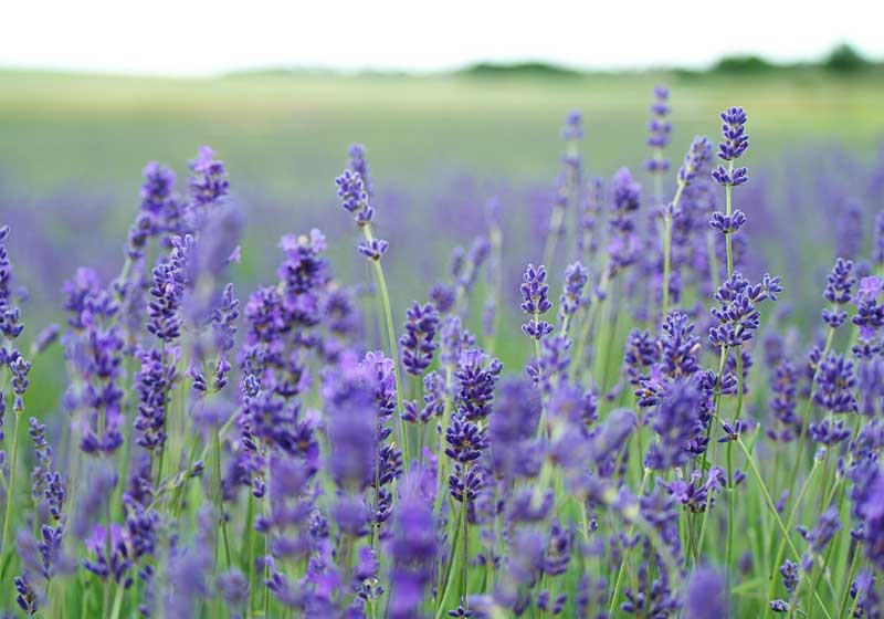 Your Complete Guide to Cooking With Edible Flowers