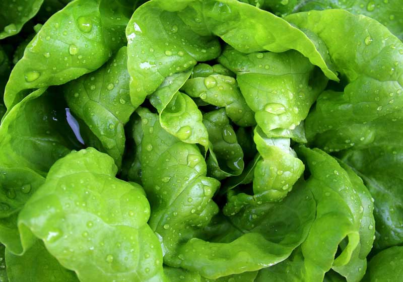 Lettuce Romaine Calm – 11 Varieties of Lettuce and How to Use Them