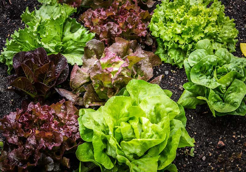 Lettuce Romaine Calm – 11 Varieties of Lettuce and How to Use Them