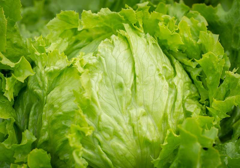 Lettuce Romaine Calm – 11 Varieties of Lettuce and How to Use Them