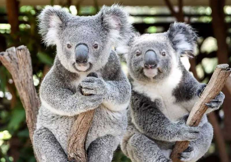 Buy this New Eucalyptus Gin and Save Koalas!