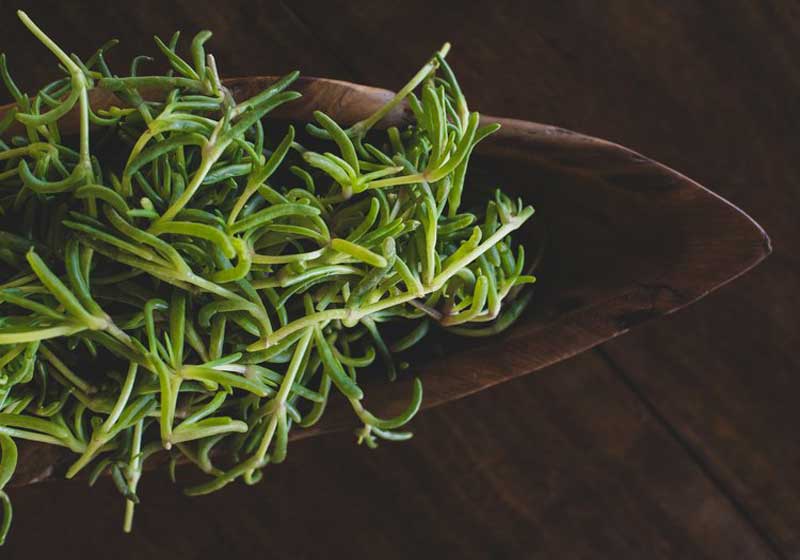 A Beginner’s Guide to Foraging: The Australian Native Ingredients Edition