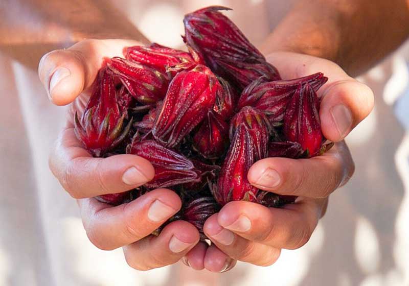 A Beginner’s Guide to Foraging: The Australian Native Ingredients Edition