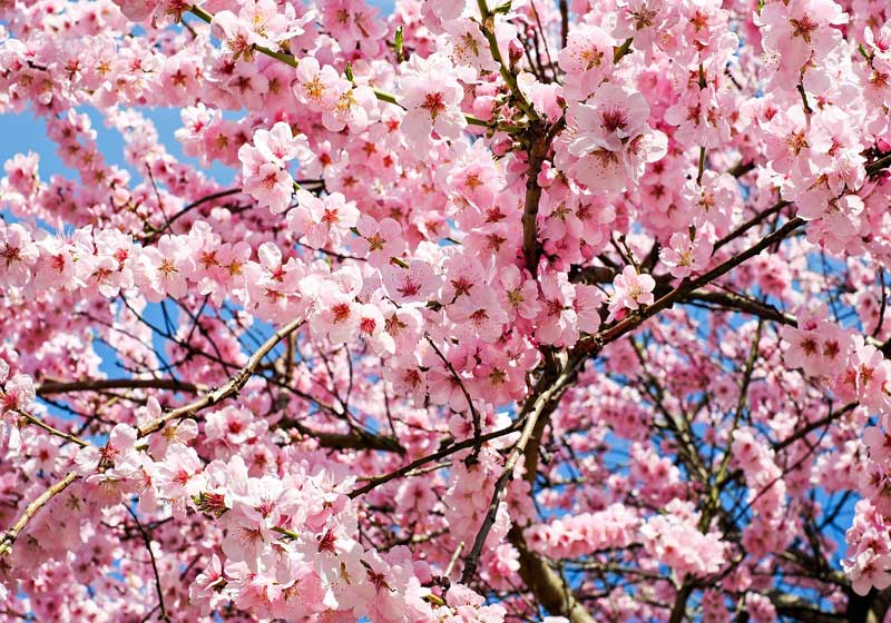 The Traditions and Rituals Behind Japan’s Cherry Blossom Festival