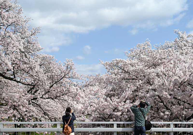 Blossoms, A Degustation to Die For and all Things Japanese!