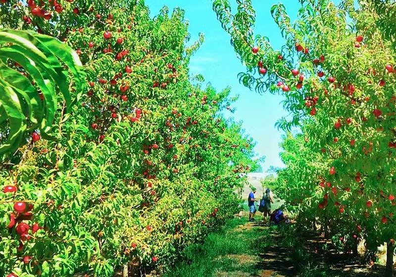 8 of the Best Aussie Farms for a Pick-Your-Own Experience