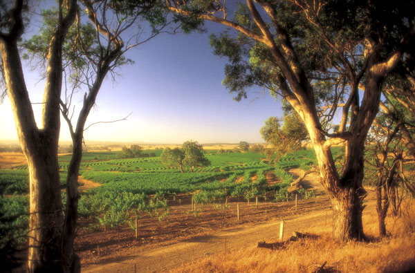 Wineries in South Australia 1