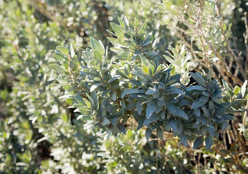 Bush-to-Table Native Ingredients – 5 You Need to Know How to Use