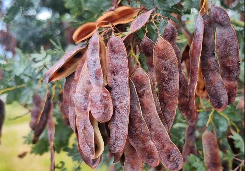 Bush-to-Table Native Ingredients – 5 You Need to Know How to Use