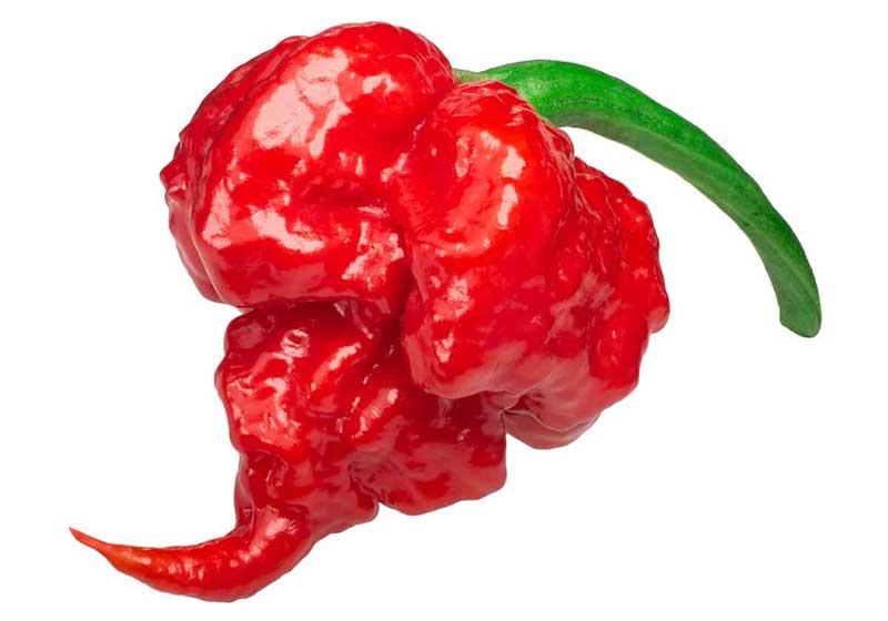 Chilli Today, Hot Tamale: 5 of the Hottest Chilli Peppers in the World!