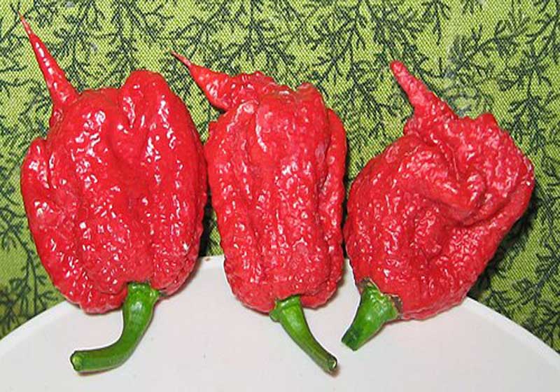 Chilli Today, Hot Tamale: 5 of the Hottest Chilli Peppers in the World!