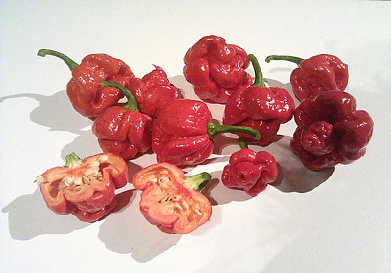 Chilli Today, Hot Tamale: 5 of the Hottest Chilli Peppers in the World!