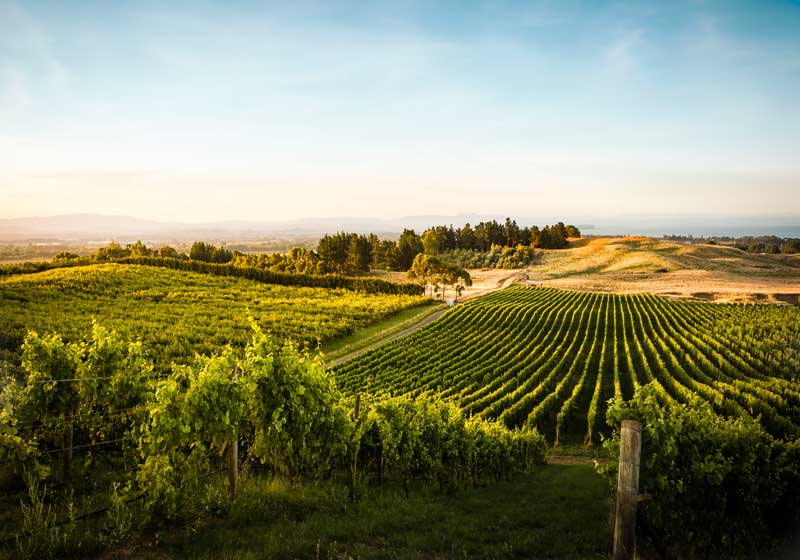 Raise a glass to New Zealand Wines this May