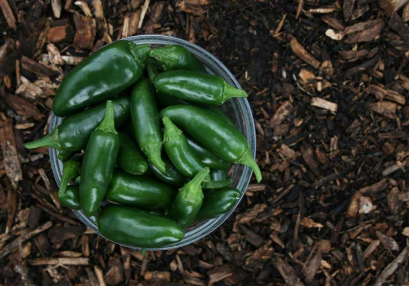 Too Hot to Handle: How to Eat (and Actually Enjoy) Spicy Food