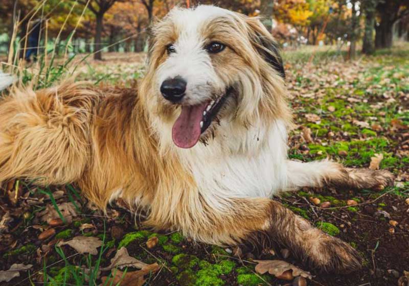Spend a Day in the Life of a Tasmanian Truffle Hunter