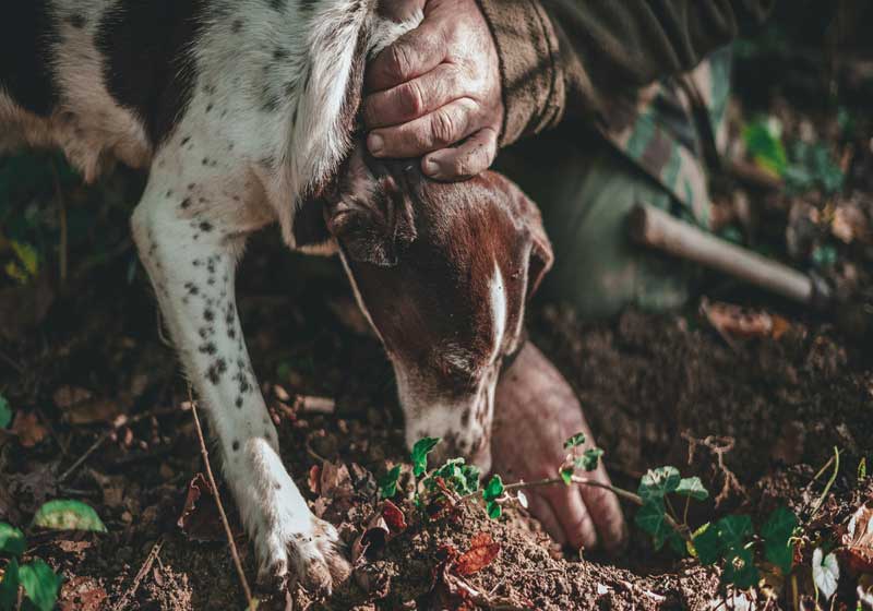 Have Truffle. Will Travel: The Best Spots to Hunt Down Truffles Around the World