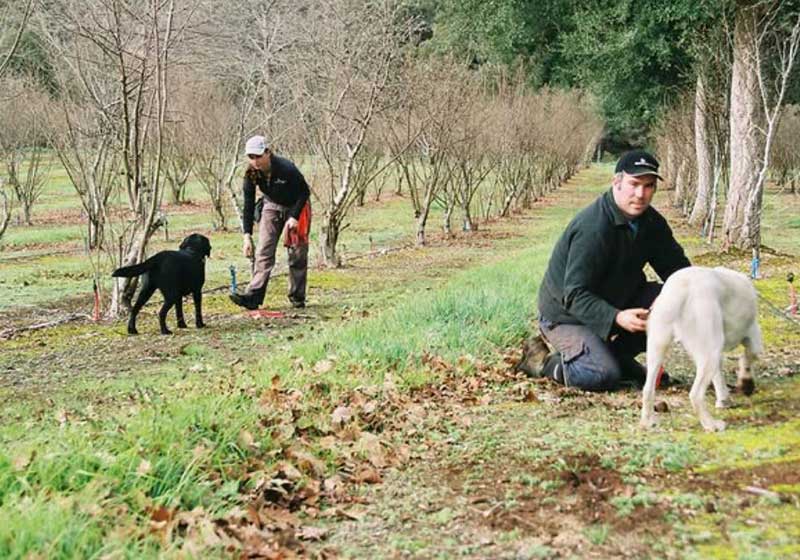 Why Are Aussie Truffles Rivalling the World’s Best?