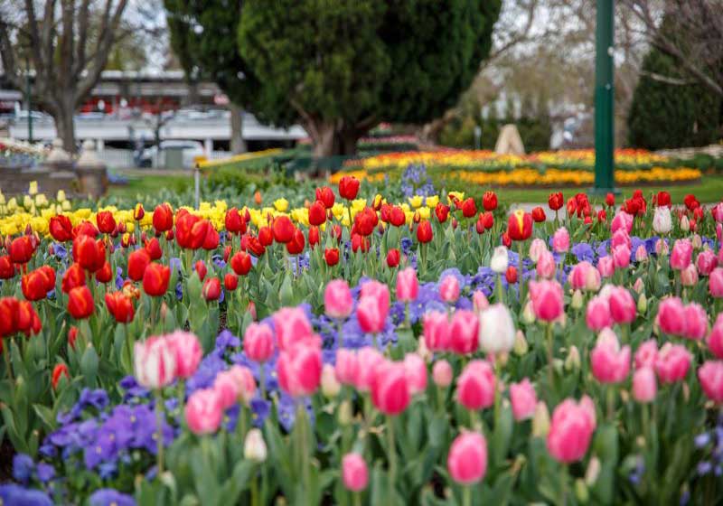 Where to Travel Regionally this Winter: Bowral, NSW
