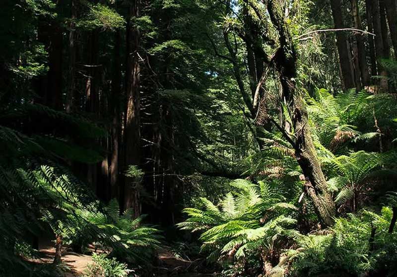 Australia Joins Global Wellness Day for the First Time