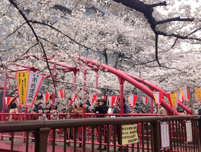 Sakura Festival - A forever blossoming culture 1