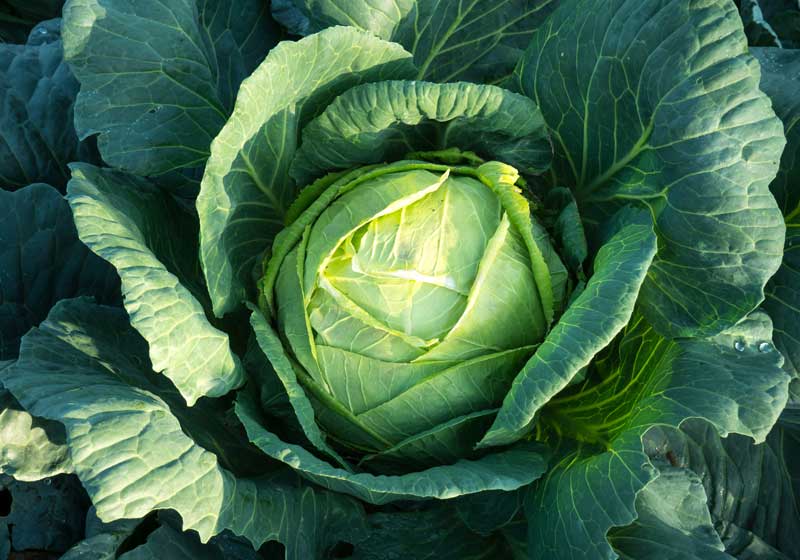 What to Plant for Winter from Veggies to Herbs and Flowers
